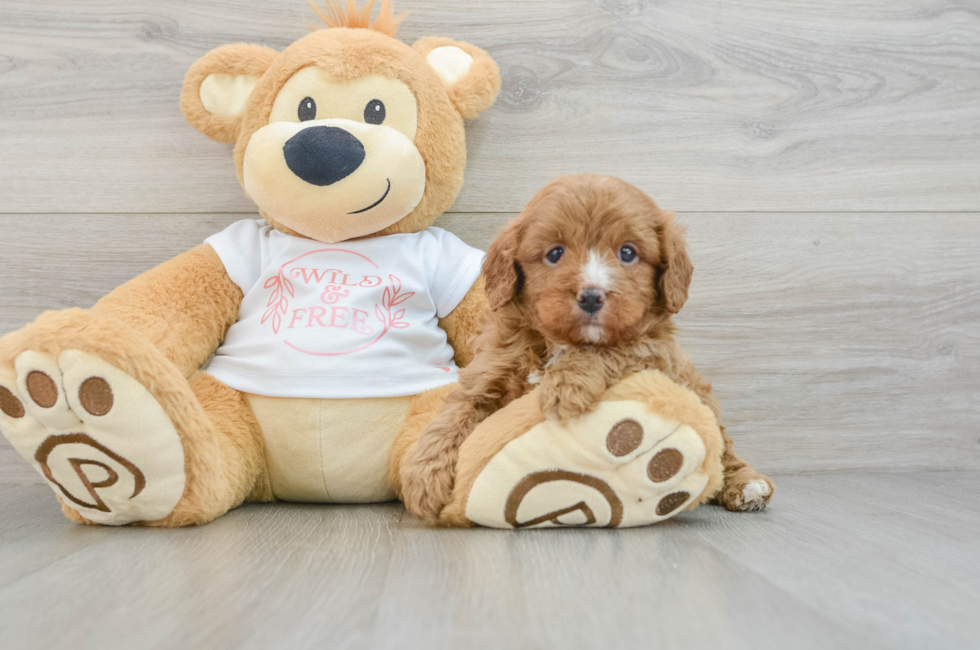 7 week old Cavapoo Puppy For Sale - Seaside Pups