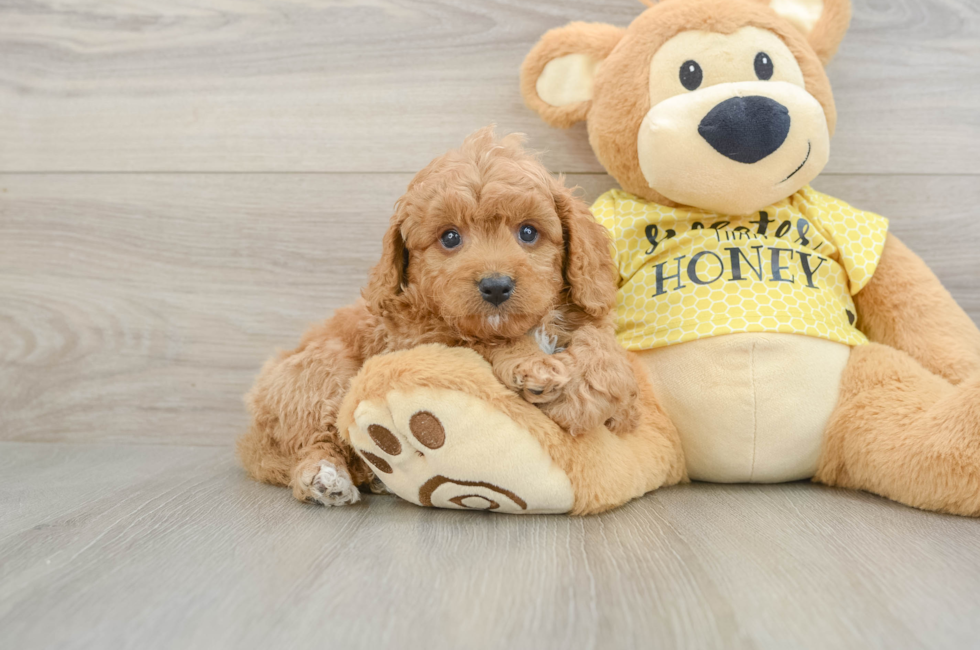 8 week old Cavapoo Puppy For Sale - Seaside Pups