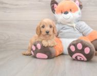 7 week old Cavapoo Puppy For Sale - Seaside Pups