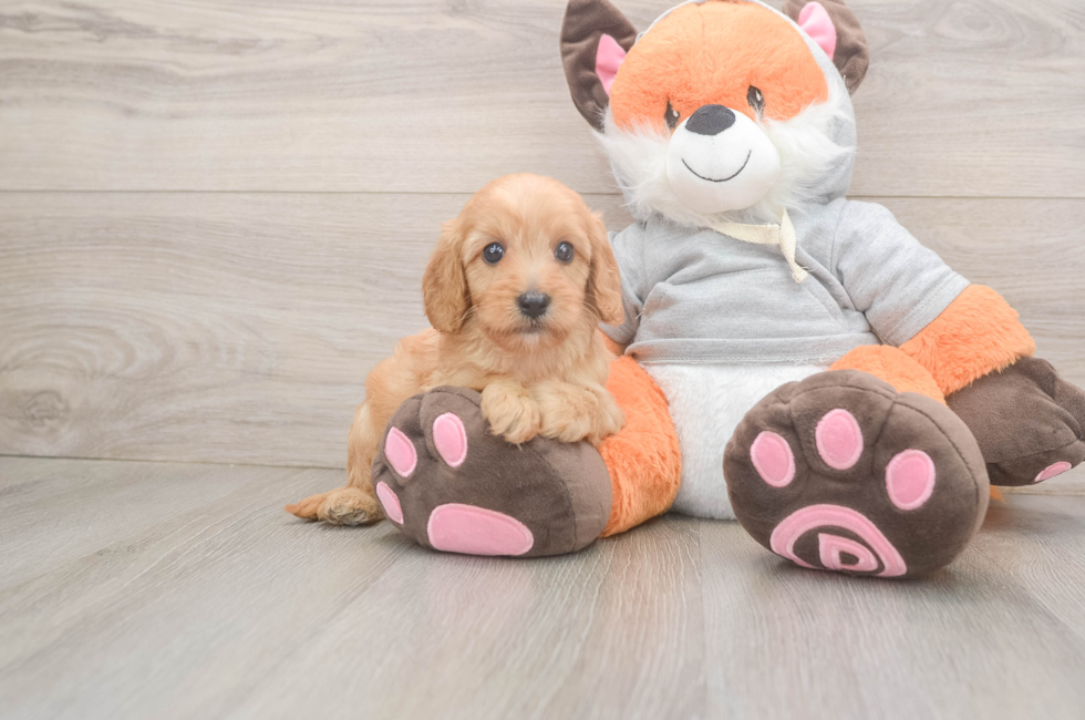 5 week old Cavapoo Puppy For Sale - Seaside Pups