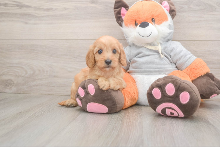 Meet Oslo - our Cavapoo Puppy Photo  1/3 - Seaside Pups Cavapoo Puppy for Adoption