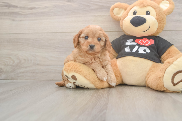 Cute Cavapoo Baby