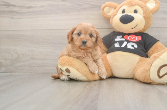 5 week old Cavapoo Puppy For Sale - Seaside Pups Cute Cavapoo Baby