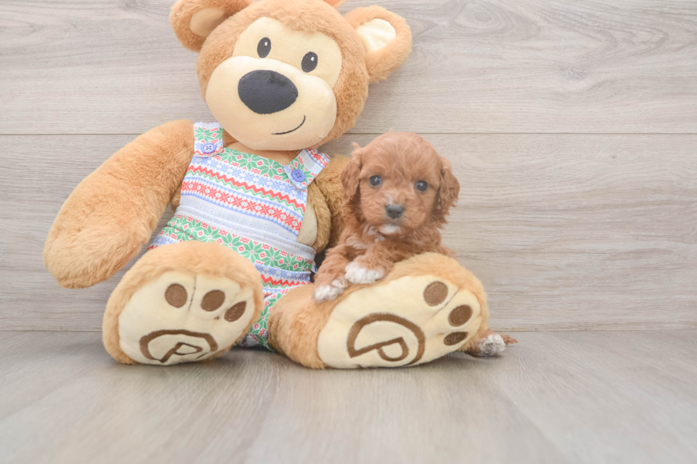Cavapoo Pup Being Cute