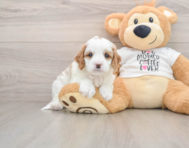 8 week old Cavapoo Puppy For Sale - Seaside Pups