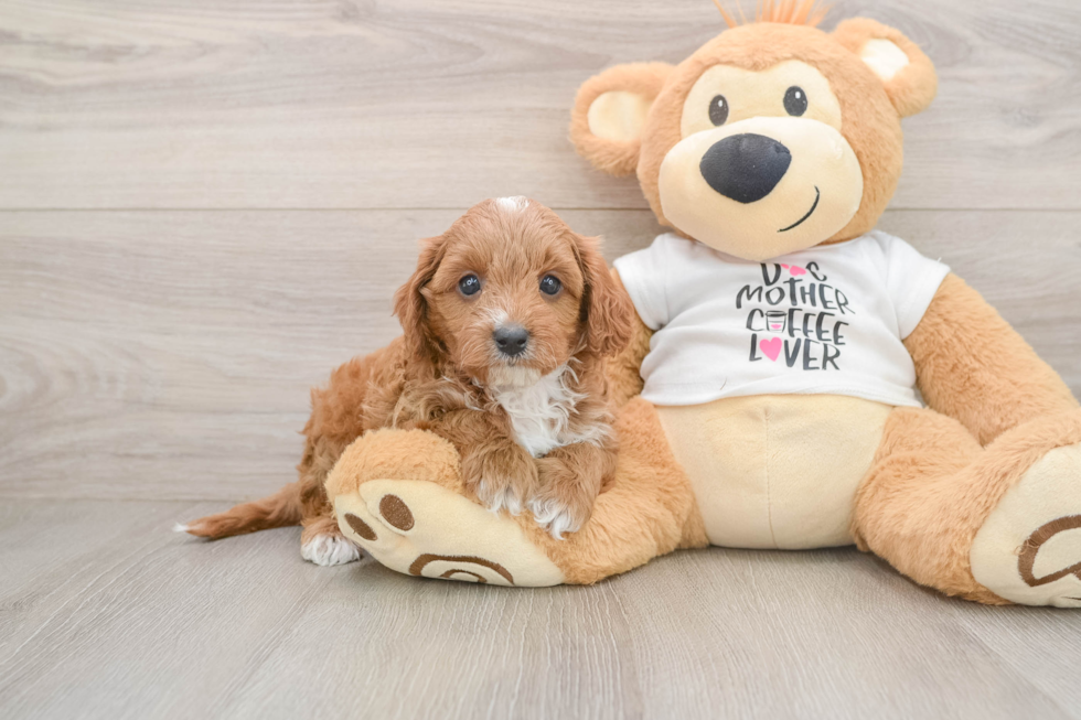 Happy Cavapoo Baby
