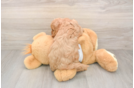 Cavapoo Puppy for Adoption