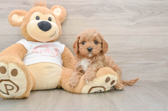 Best Cavapoo Baby