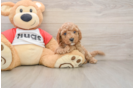 Best Cavapoo Baby