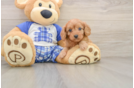 Cavapoo Puppy for Adoption