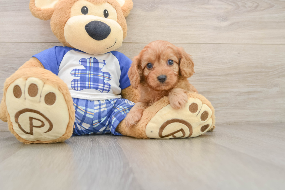 Cavapoo Puppy for Adoption