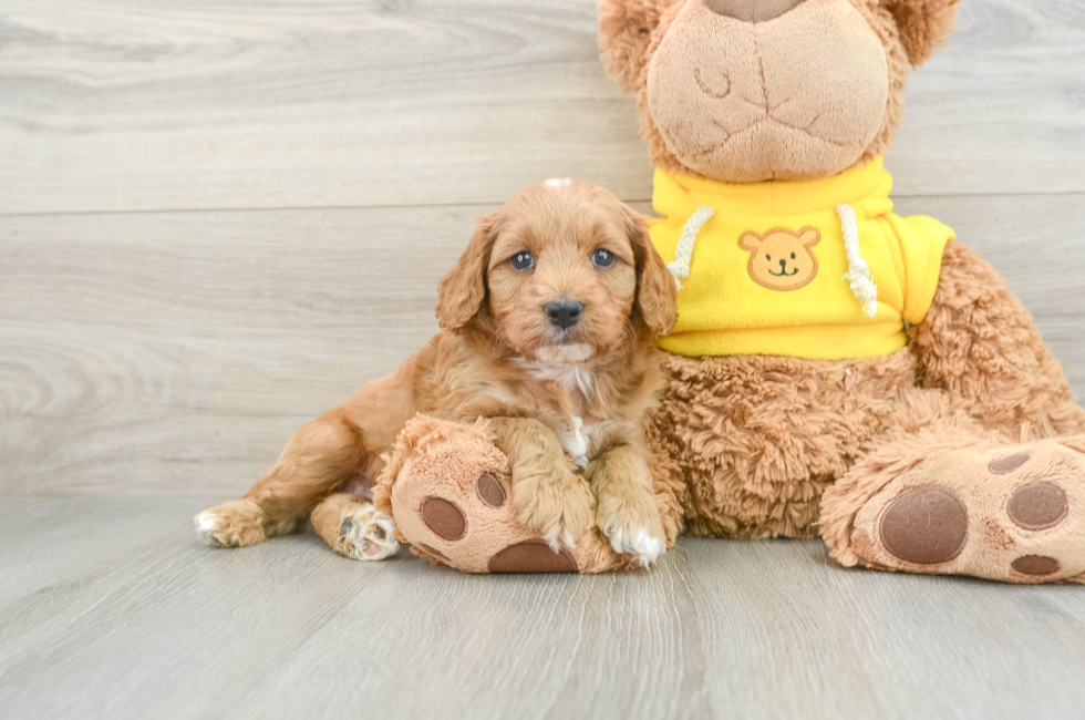 6 week old Cavapoo Puppy For Sale - Seaside Pups