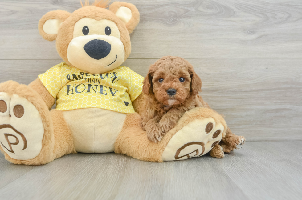 5 week old Cavapoo Puppy For Sale - Seaside Pups