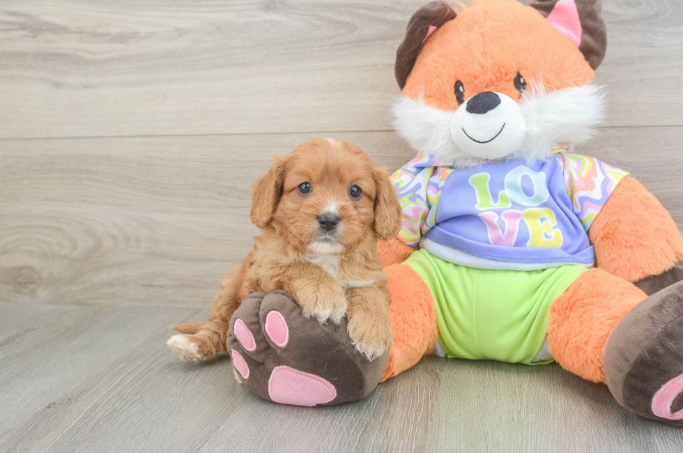 6 week old Cavapoo Puppy For Sale - Seaside Pups
