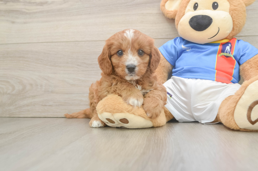 6 week old Cavapoo Puppy For Sale - Seaside Pups