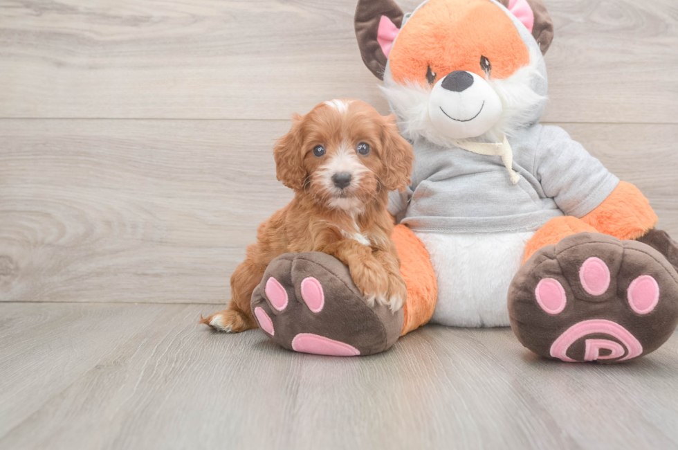 5 week old Cavapoo Puppy For Sale - Seaside Pups