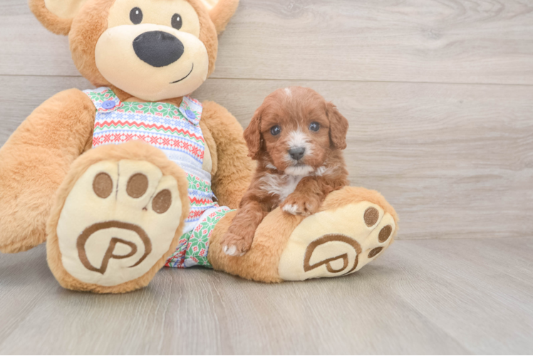 Best Cavapoo Baby