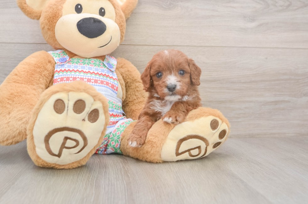 5 week old Cavapoo Puppy For Sale - Seaside Pups