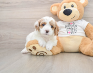 8 week old Cavapoo Puppy For Sale - Seaside Pups