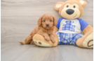 Happy Cavapoo Baby