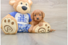 Popular Cavapoo Poodle Mix Pup