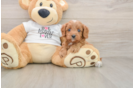 Cavapoo Puppy for Adoption