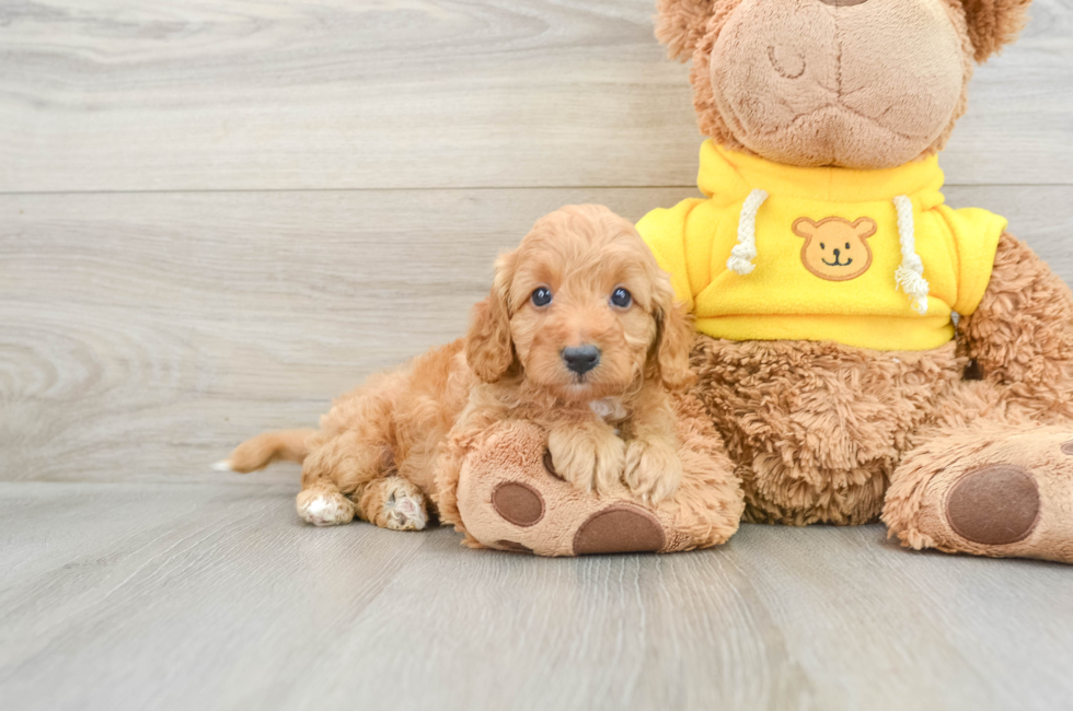 7 week old Cavapoo Puppy For Sale - Seaside Pups