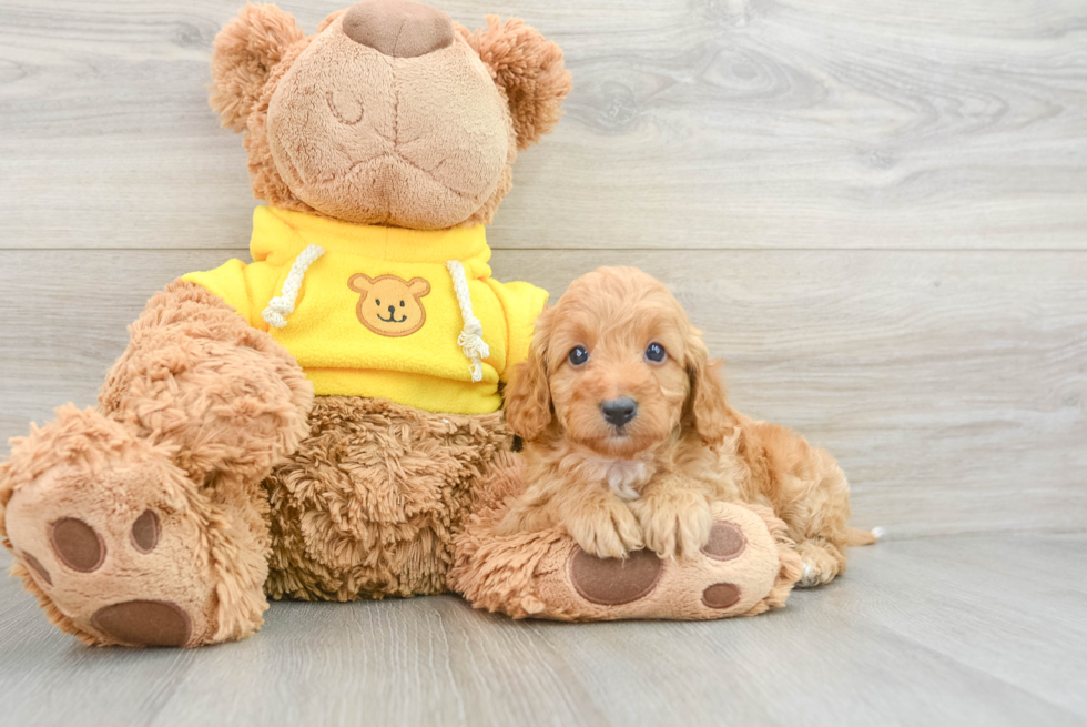 Petite Cavapoo Poodle Mix Pup