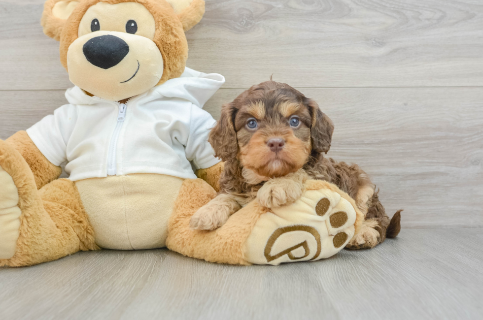 6 week old Cavapoo Puppy For Sale - Seaside Pups