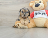 8 week old Cavapoo Puppy For Sale - Seaside Pups