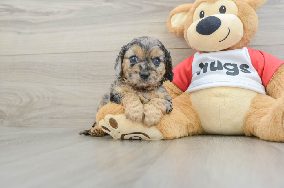 7 week old Cavapoo Puppy For Sale - Seaside Pups