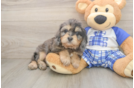 Best Cavapoo Baby