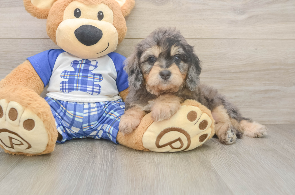 6 week old Cavapoo Puppy For Sale - Seaside Pups