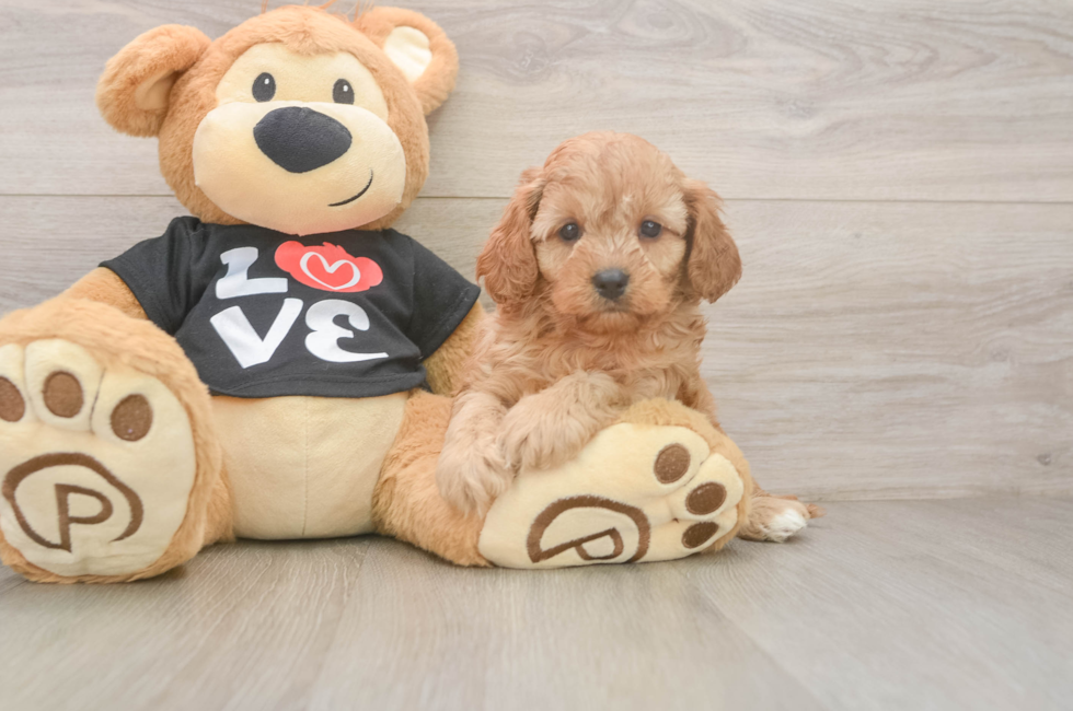 5 week old Cavapoo Puppy For Sale - Seaside Pups