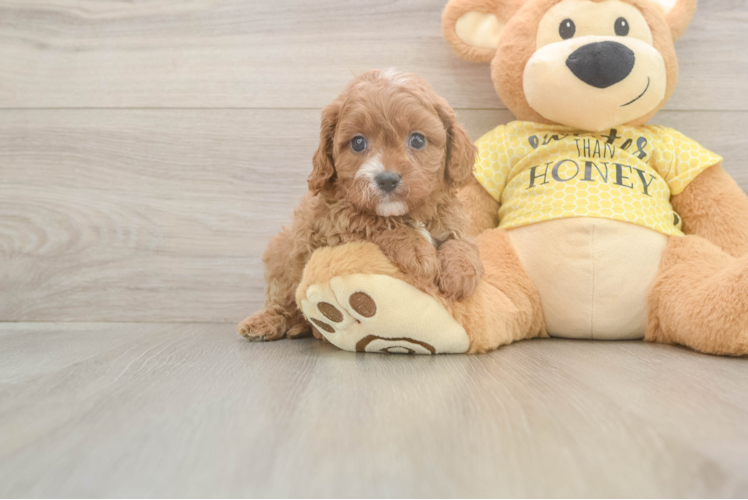 Best Cavapoo Baby