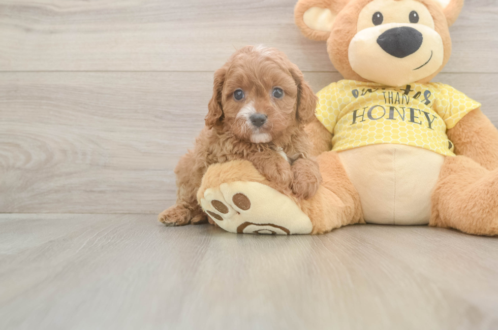 5 week old Cavapoo Puppy For Sale - Seaside Pups