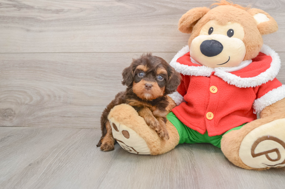 5 week old Cavapoo Puppy For Sale - Seaside Pups
