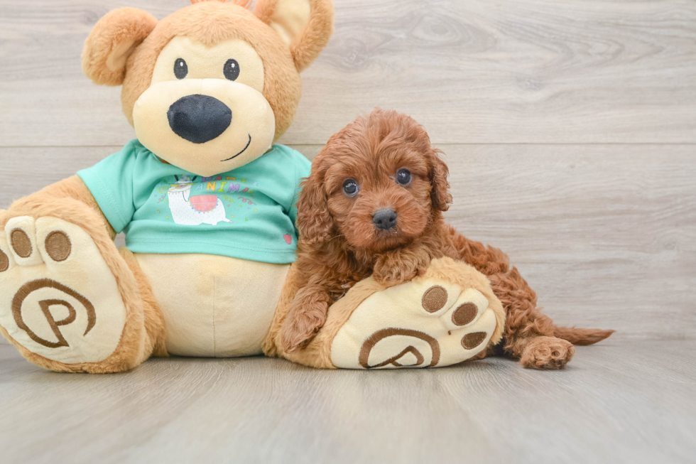 Cavapoo Pup Being Cute
