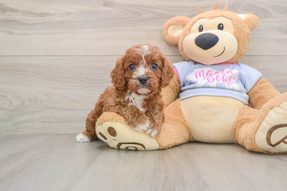 Best Cavapoo Baby