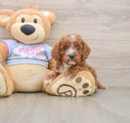 5 week old Cavapoo Puppy For Sale - Seaside Pups