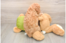 Smart Cavapoo Poodle Mix Pup