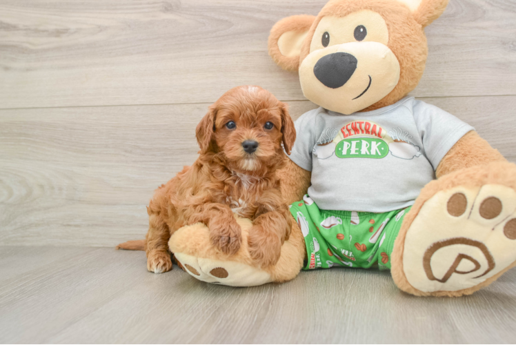 Sweet Cavapoo Baby