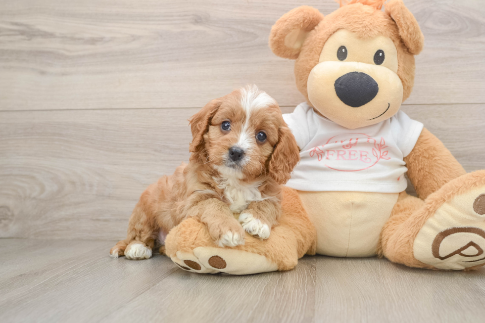 Best Cavapoo Baby