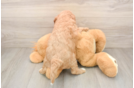 Cavapoo Puppy for Adoption
