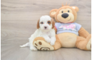 Cavapoo Puppy for Adoption