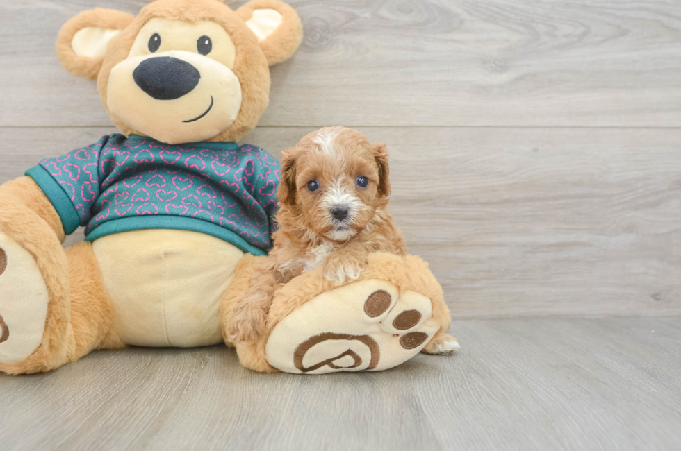 6 week old Cavapoo Puppy For Sale - Seaside Pups