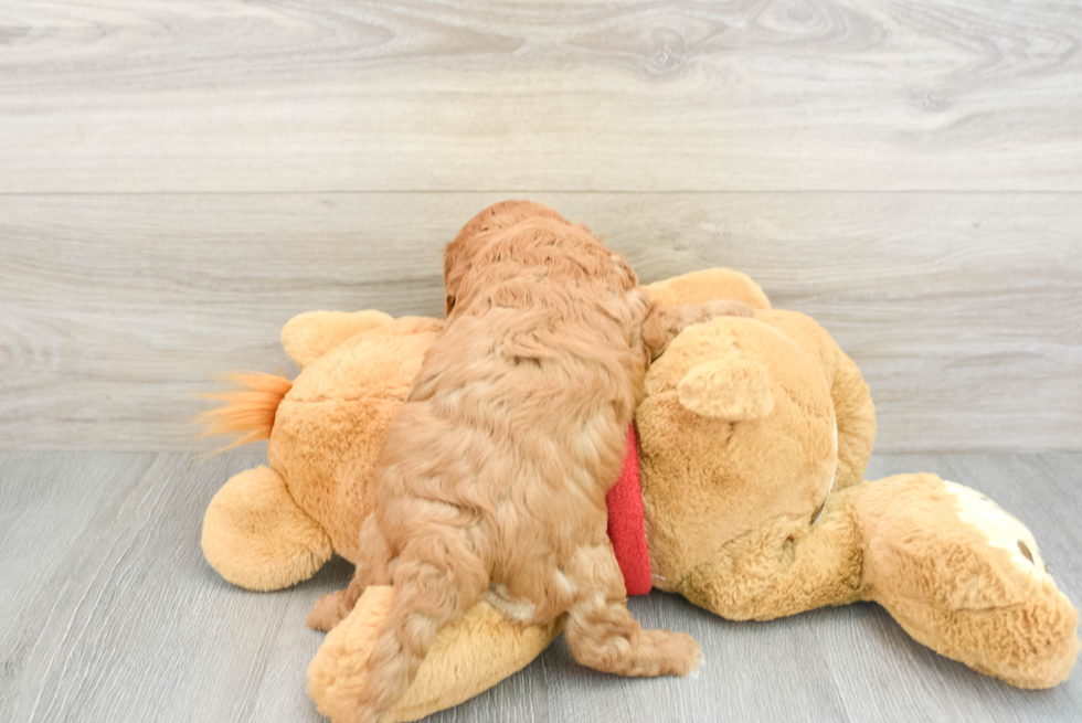 Funny Cavapoo Poodle Mix Pup