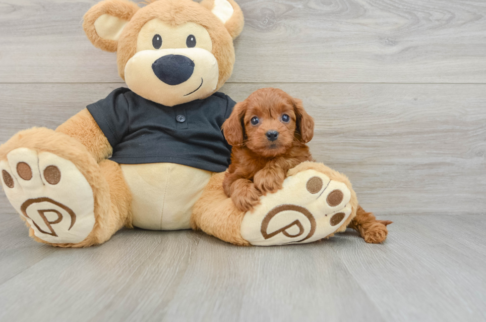 6 week old Cavapoo Puppy For Sale - Seaside Pups