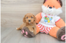 Cavapoo Puppy for Adoption