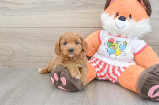 Cavapoo Puppy for Adoption